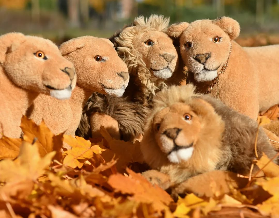 Photo shared by Juba Gepard on November 09, 2023 tagging @lioness.cheryl, @liontravelleo, @prof_smudge, @the.anxious.lion, and @lioness_crochet_and_plushies.