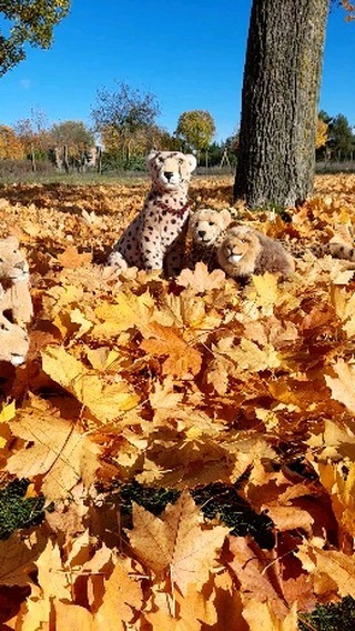 All the adults were lined up, ready for judging. Judging? Yes, for judging the cubbies' leaf pile juuuumps. Wheee.  [#Maple] [#Jump] [#Summersault] [#Ahorn] [#Autumn] [#Leaves] [#ColorfulLeaves] [#AutumnSpecial] [#GoldenOctober] [#JubasHerbstSpecial]...