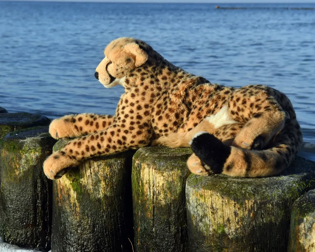 Photo by Juba Gepard in StrandResort Markgrafenheide.