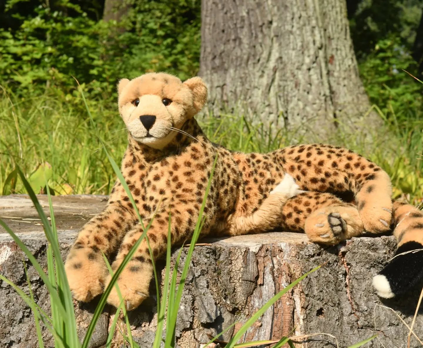 Photo by Juba Gepard on September 21, 2024.