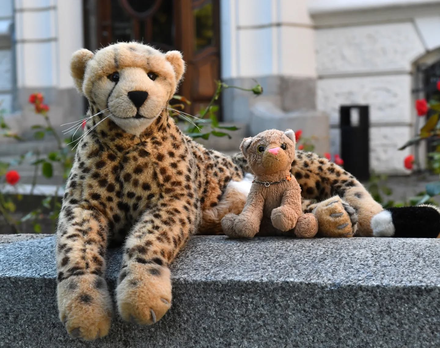 Photo by Juba Gepard on September 25, 2024.