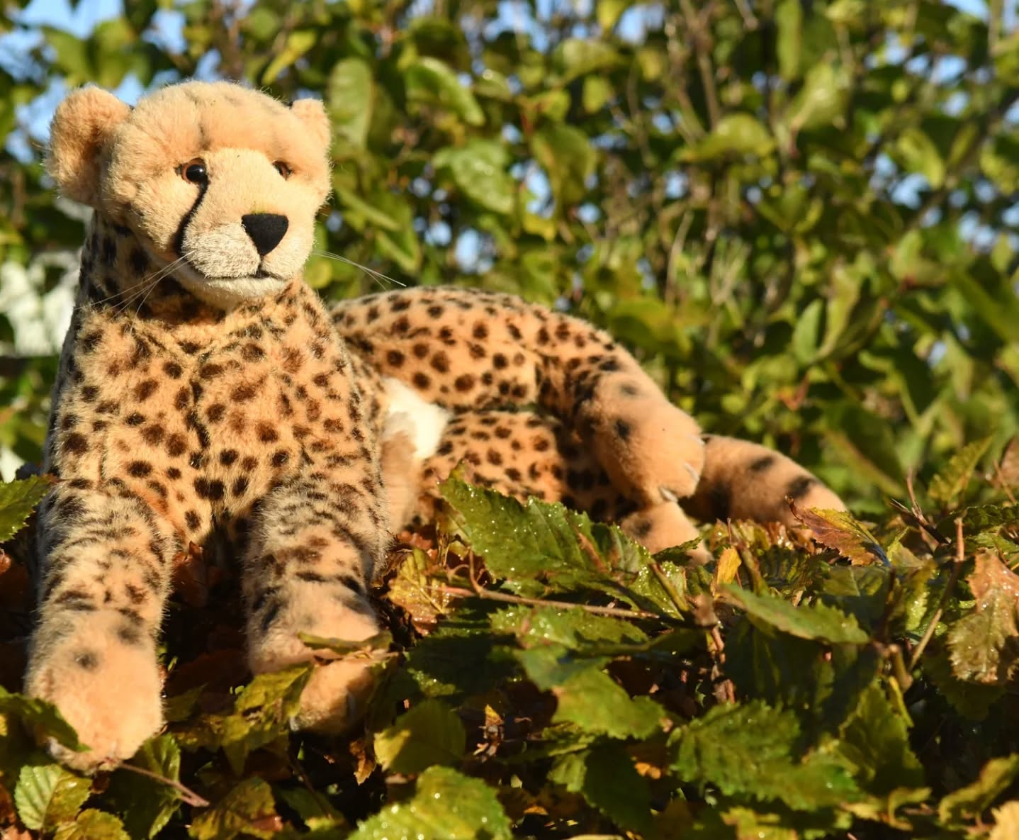 Photo by Juba Gepard on November 04, 2024.