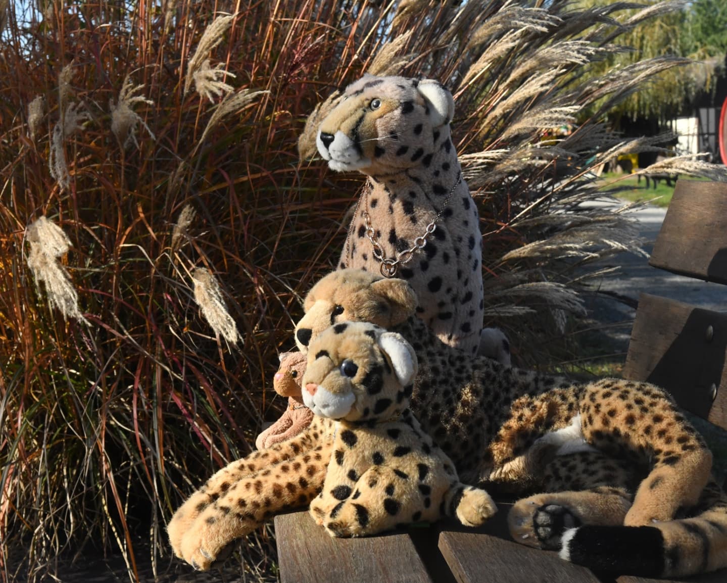 Photo by Juba Gepard on November 02, 2024.