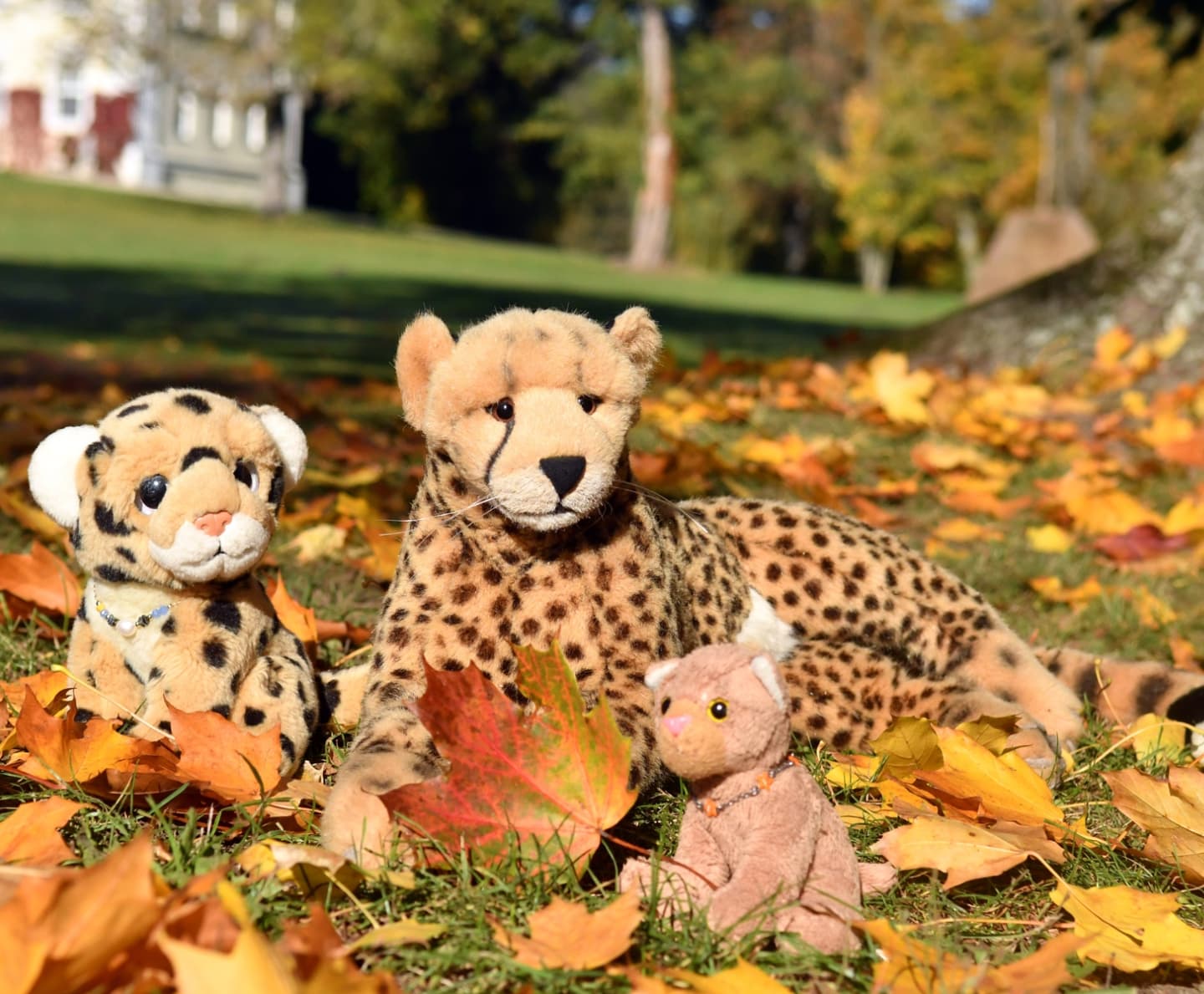 Photo by Juba Gepard on October 30, 2024.: Slide Nummer 2