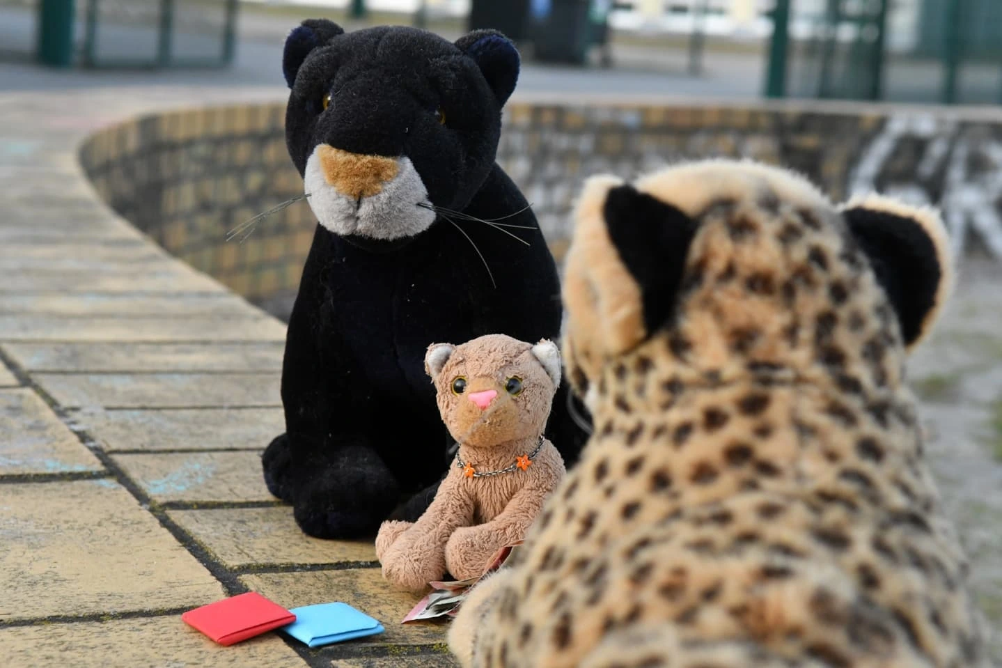 Photo by Juba Gepard on February 12, 2025.