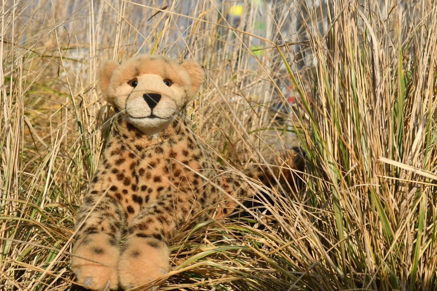 Photo by Juba Gepard on February 07, 2025.