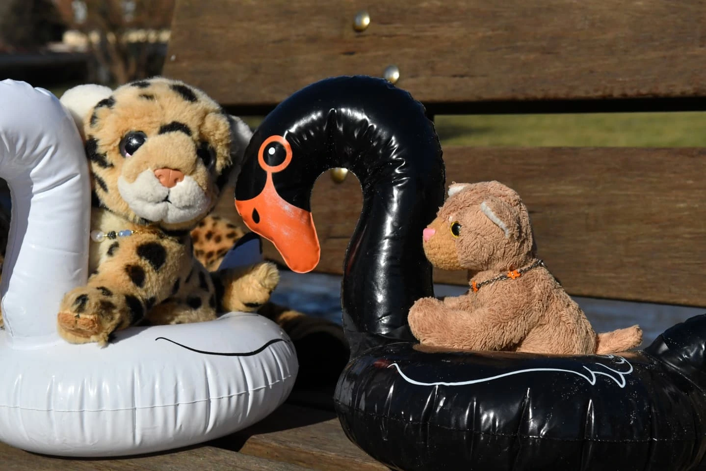 Photo by Juba Gepard on February 28, 2025.