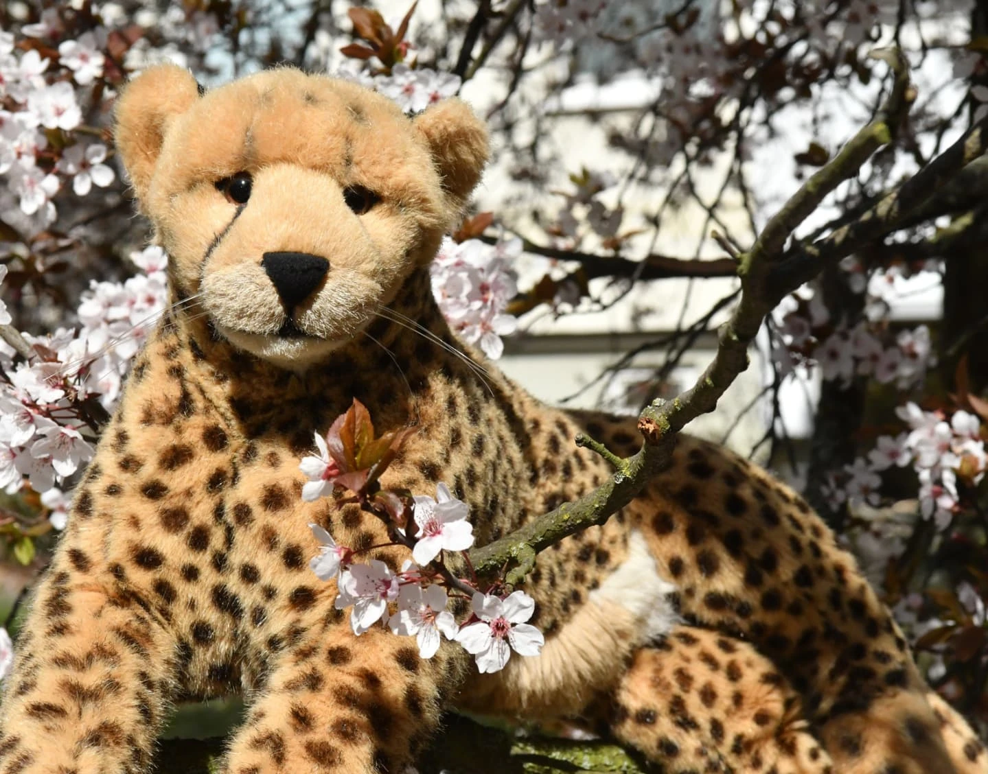 Photo by Juba Gepard on April 07, 2025.