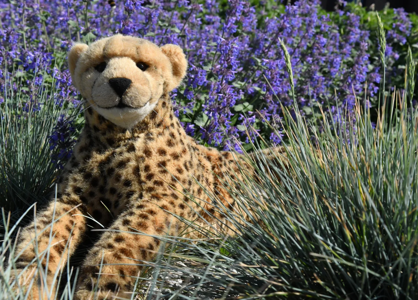 Photo by Juba Gepard on June 05, 2025.