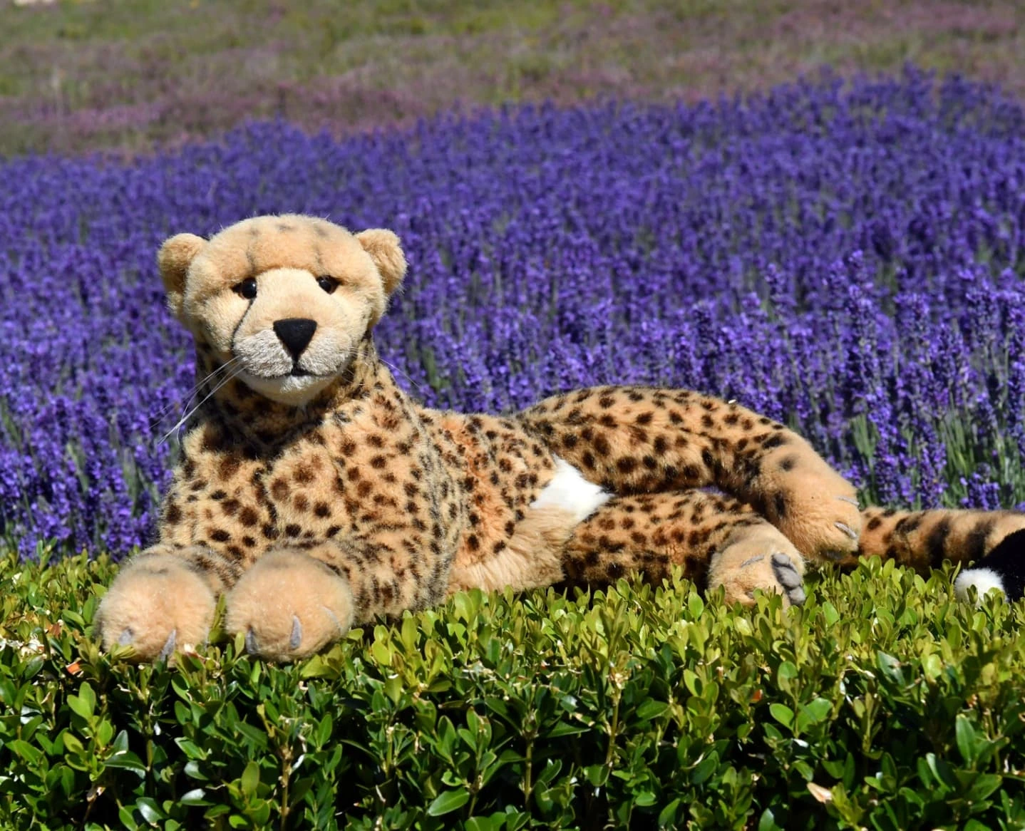 Photo by Juba Gepard on July 11, 2025.