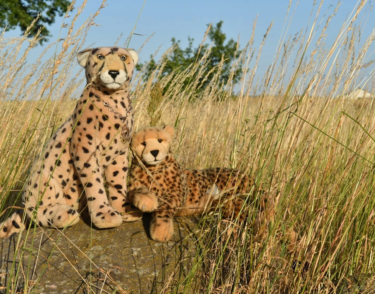 Photo by Juba Gepard on June 26, 2025.