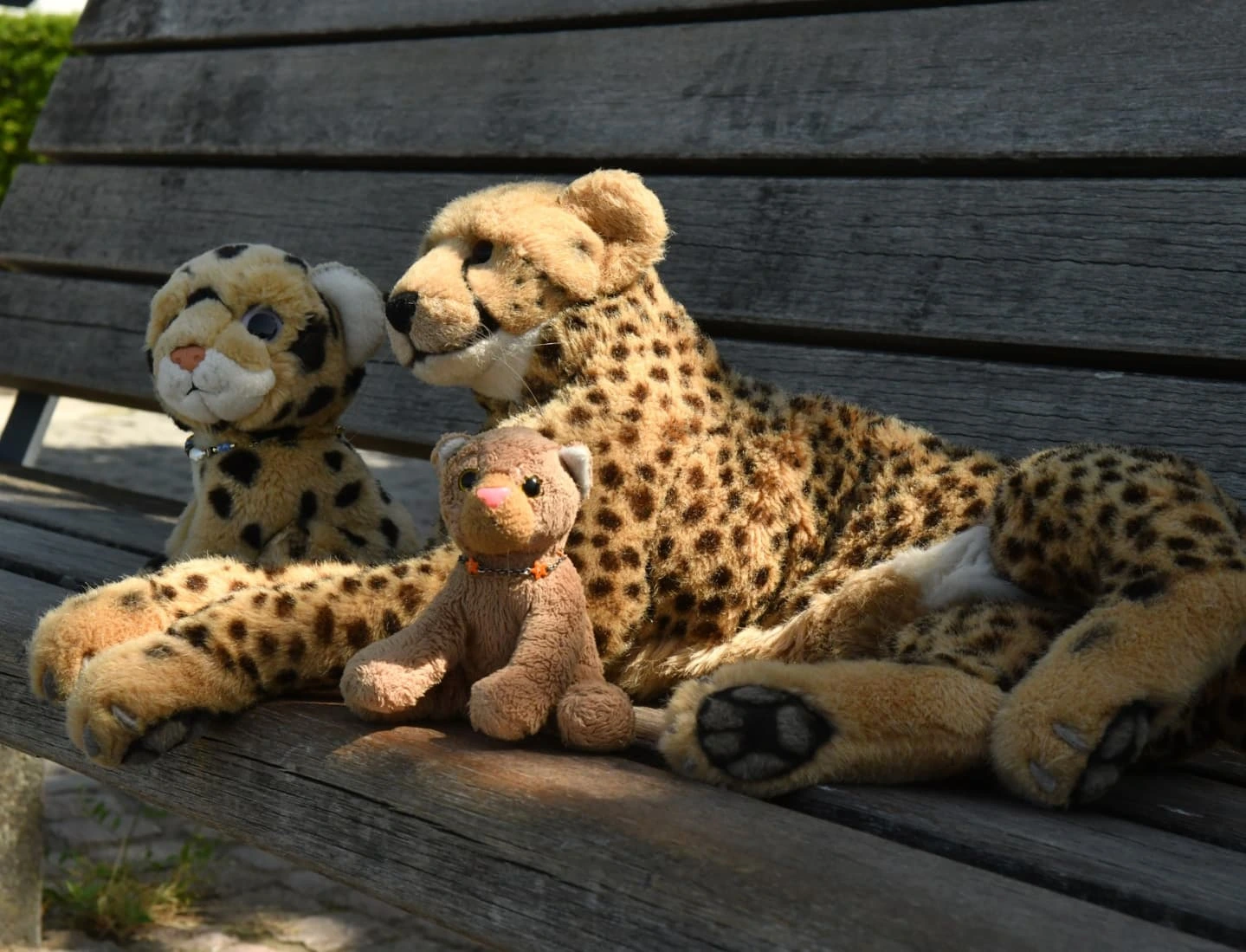 Photo by Juba Gepard on July 27, 2025.