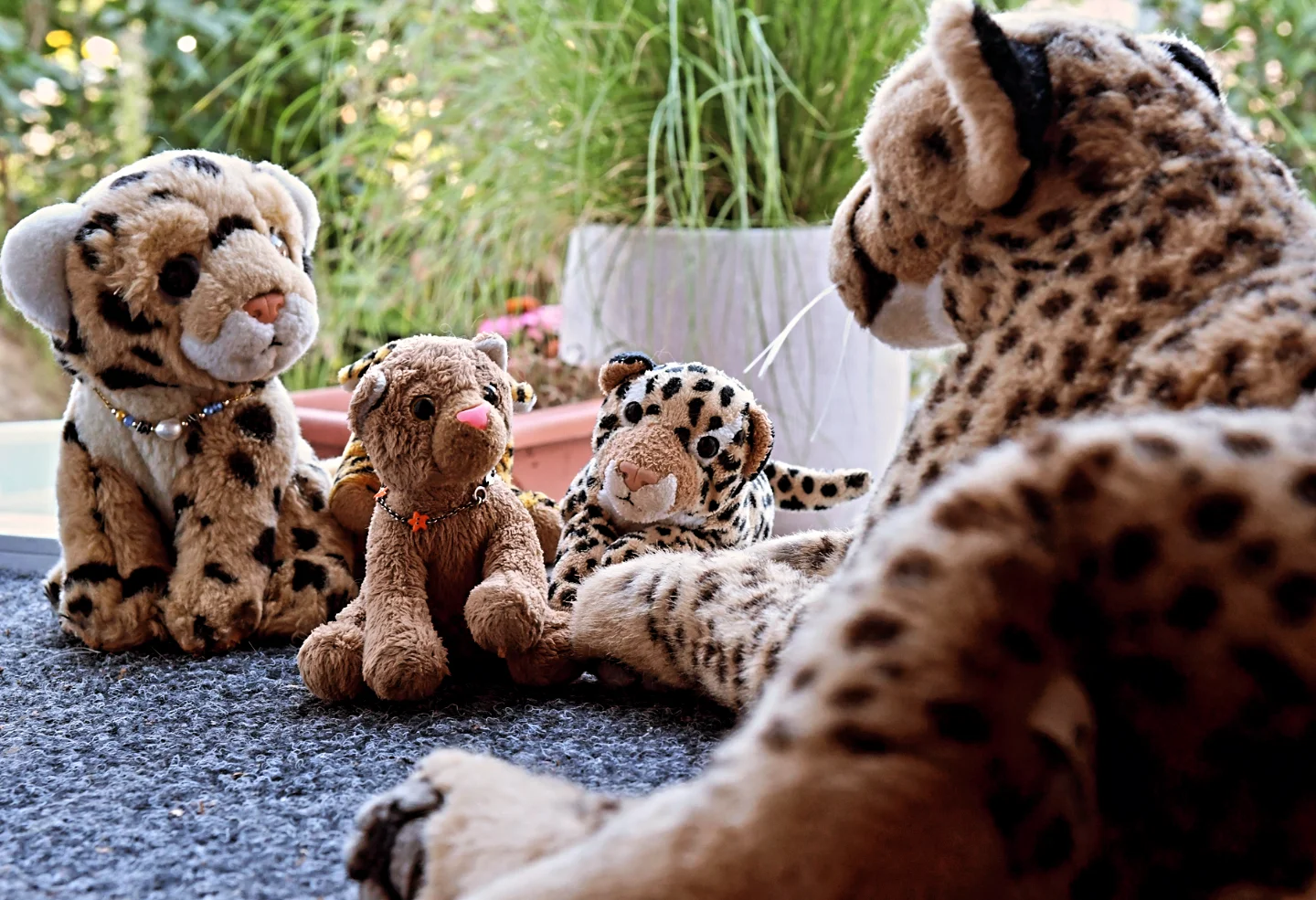 Photo by Juba Gepard on August 26, 2025.