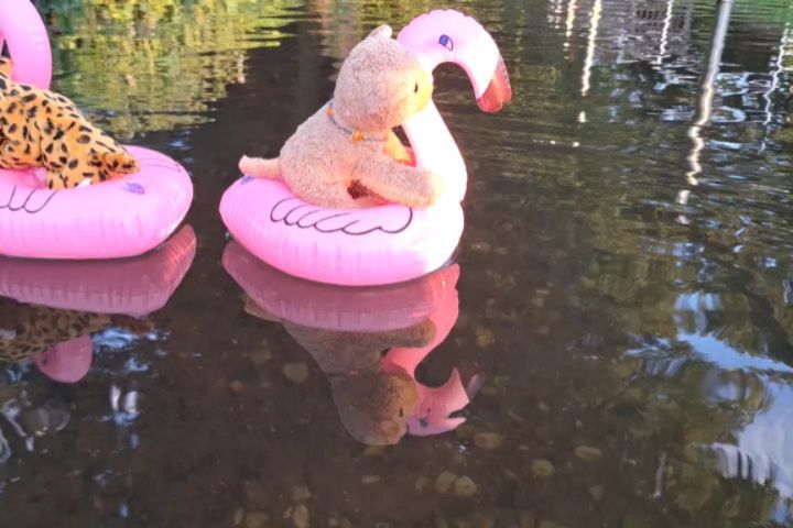 Even more floating. 🐱🦩🐱🦩  [#Water] [#Floating] [#Flamingo] [#Floatie] [#FlamingoFloatie] [#FlaFlo] [#Gepard] [#Cheetah] [#JubaOnTour] [#PlushiesOfInstagram] [#PlushiesOfGermany] [#Plushie] [#Kuscheltier] [#plushies] [#plushiecommunity] [#instaplushies]...