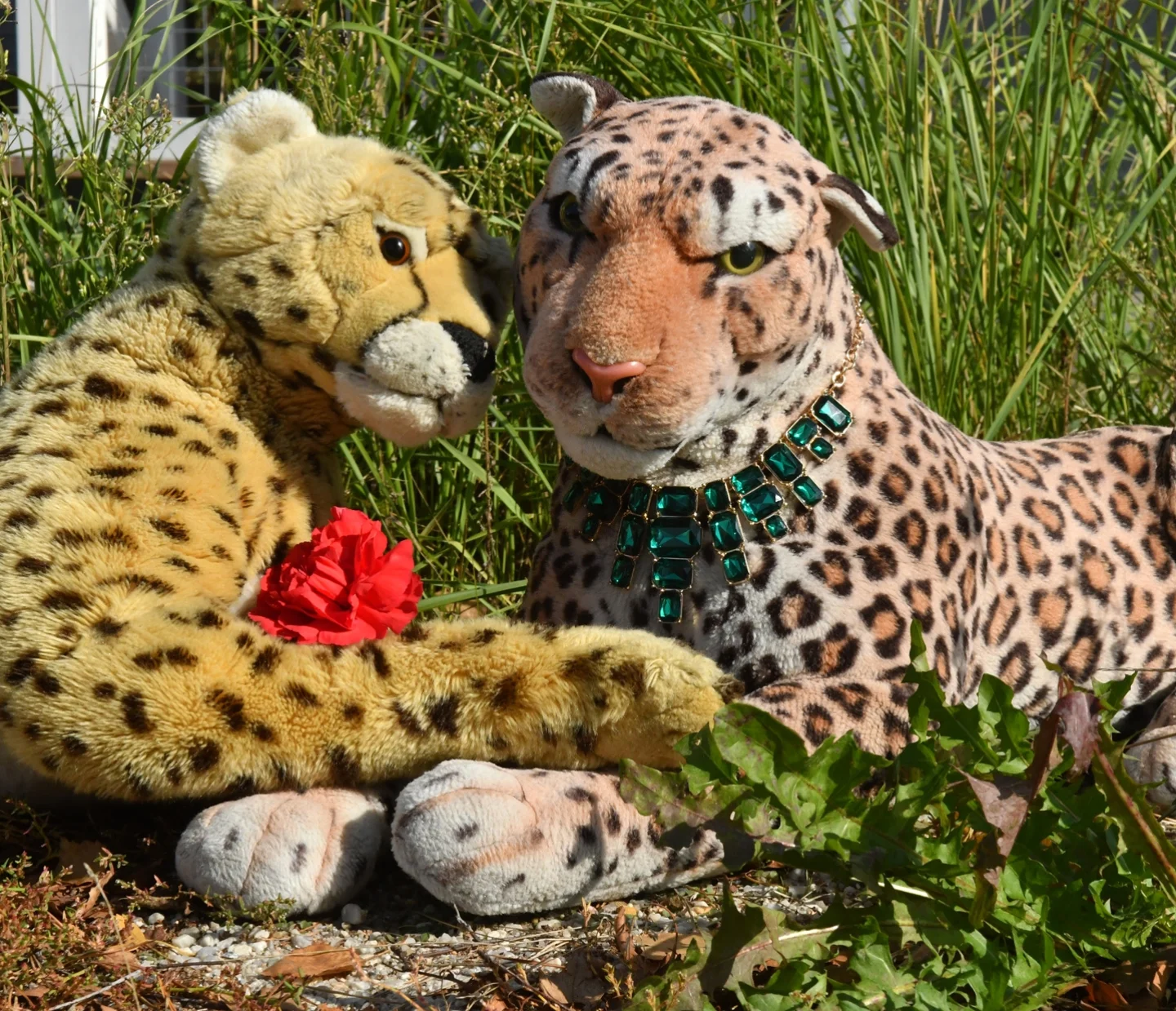 Photo by Juba Gepard on October 14, 2025. May be an image of cheetah, big cat, snow leopard, tiger, serval and text.
