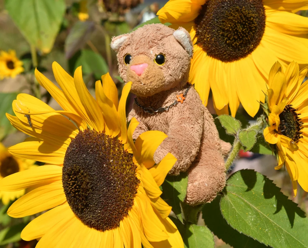 Photo by Juba Gepard on October 16, 2025. May be an image of bear and text.