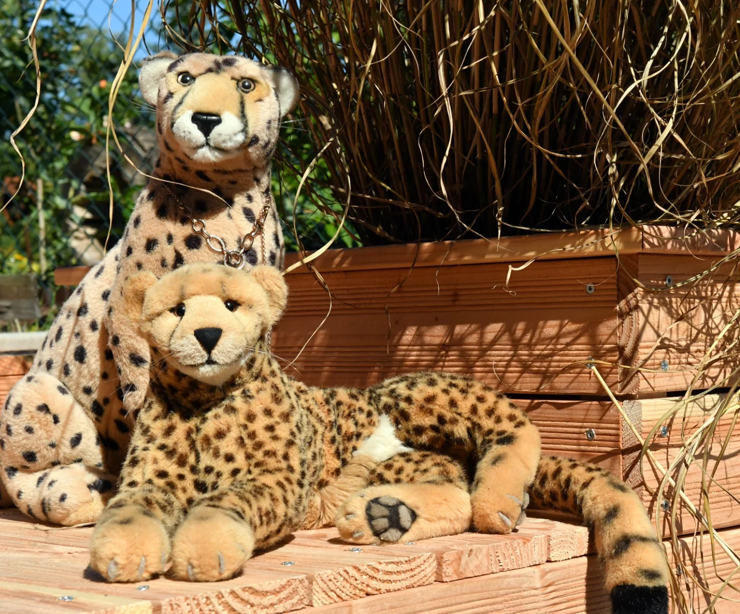 Photo by Juba Gepard on September 30, 2025. May be an image of cheetah, snow leopard, big cat and serval.