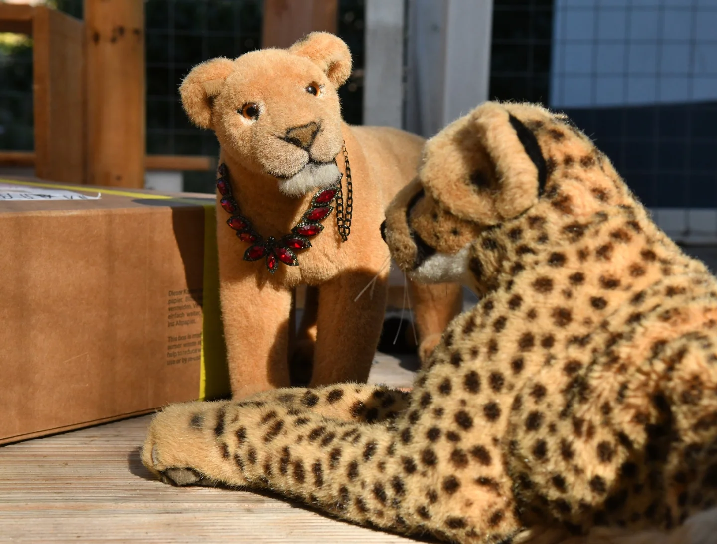 Photo by Juba Gepard on September 30, 2025. May be an image of cheetah, big cat and snow leopard.