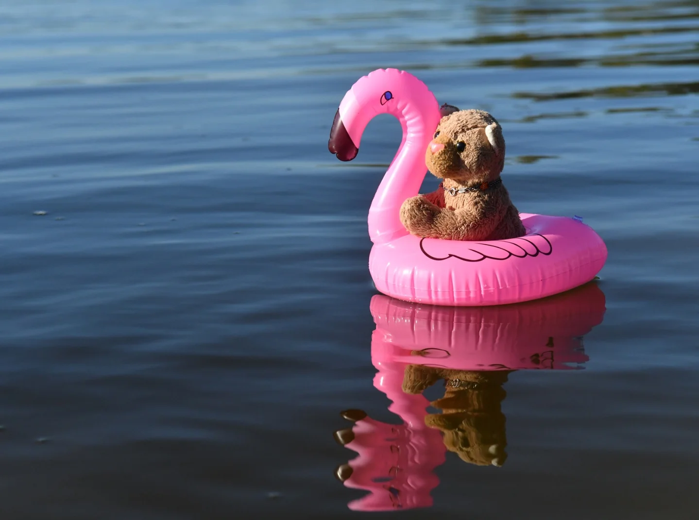 Photo by Juba Gepard on October 03, 2025. May be an image of flamingo and raft.