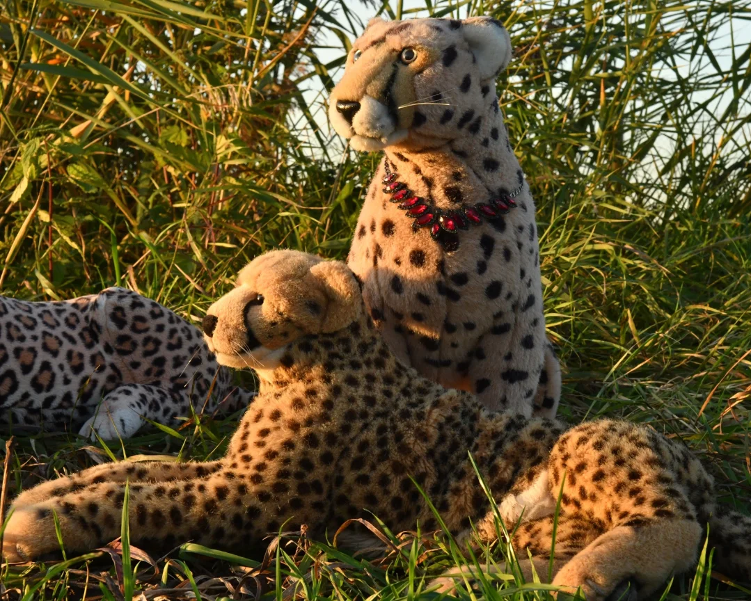 Photo by Juba Gepard on October 19, 2025. May be an image of cheetah, snow leopard, big cat, tiger, serval and text.