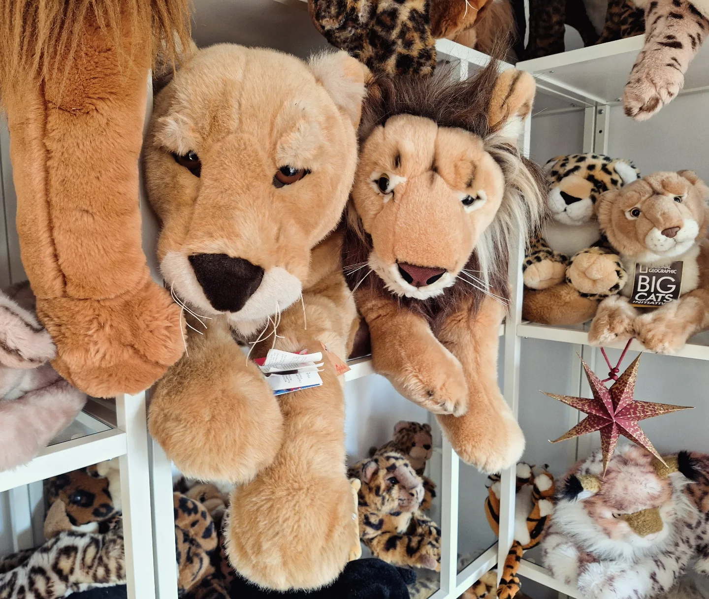 Photo by Juba Gepard on October 04, 2025. May be an image of lion and toy.