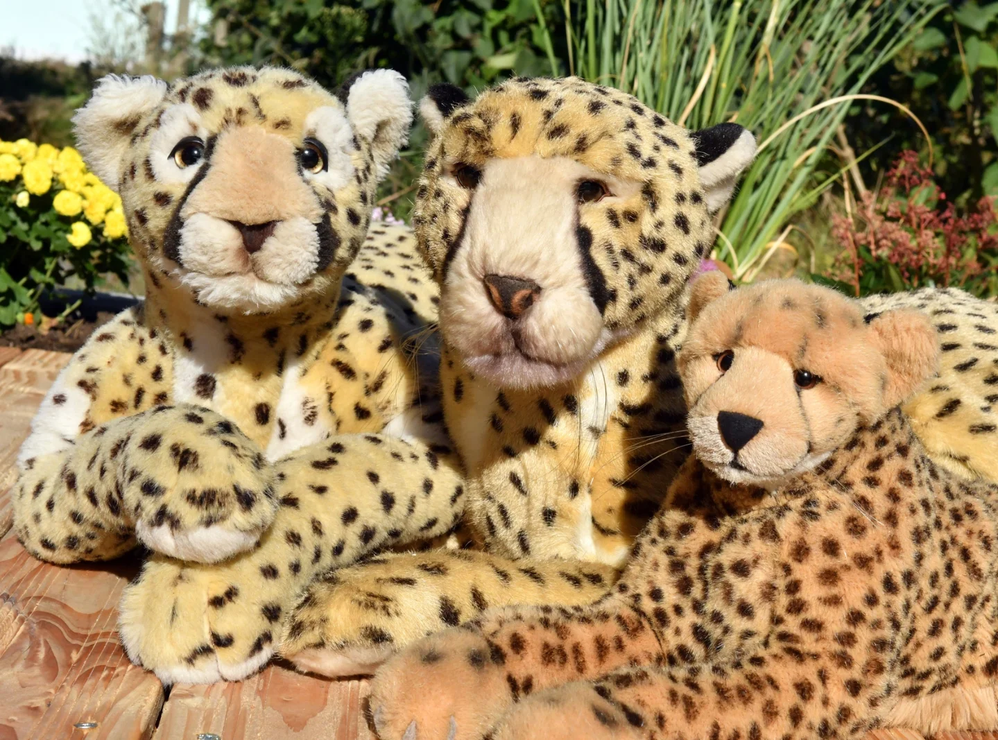 Photo by Juba Gepard on October 08, 2025. May be an image of cheetah, snow leopard, big cat, serval and text.