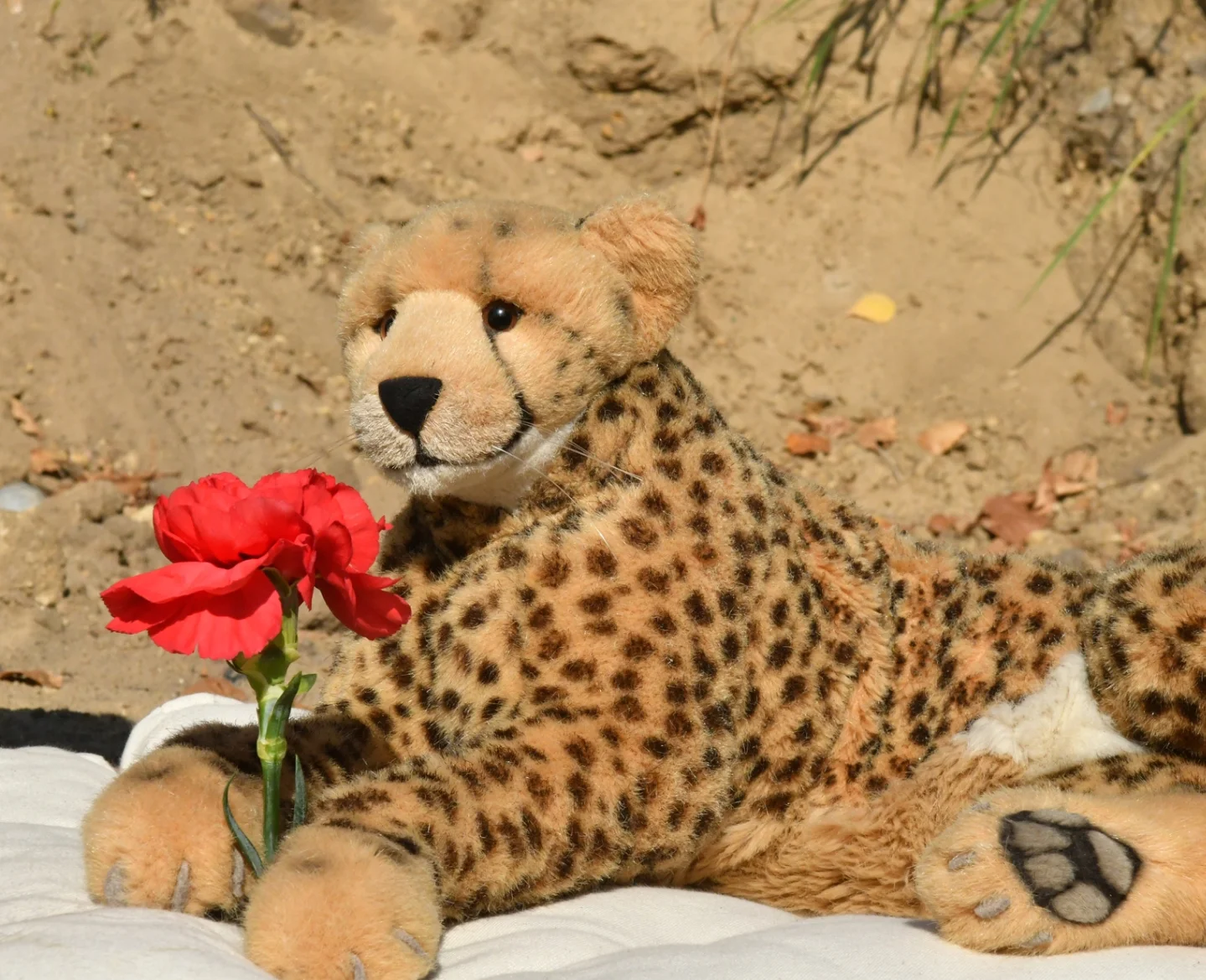 Photo by Juba Gepard on October 10, 2025. May be an image of cheetah, big cat, flower and text.