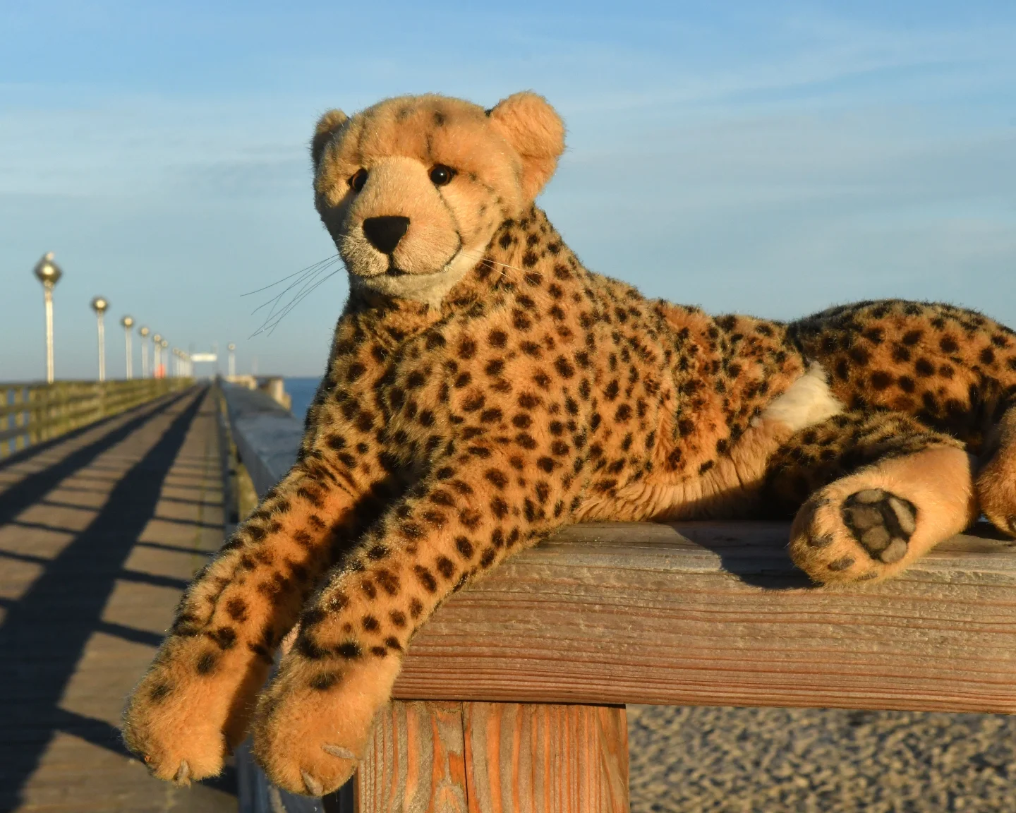 Photo by Juba Gepard on November 12, 2025. May be an image of cheetah, big cat, lion and text.