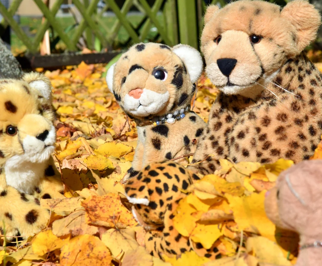 Photo by Juba Gepard on October 19, 2025. May be an image of cheetah, snow leopard, big cat and text.