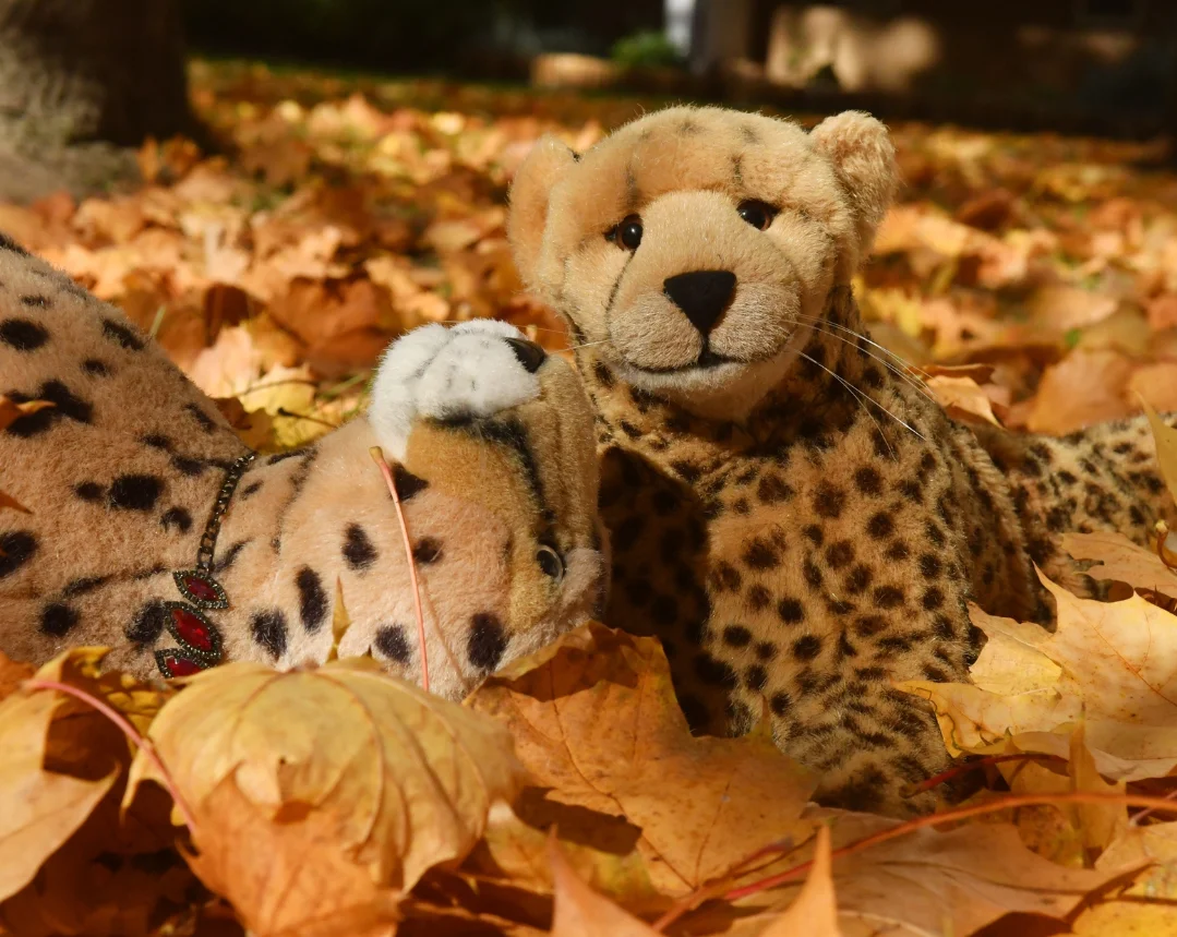 Photo by Juba Gepard on October 21, 2025. May be an image of cheetah, snow leopard, big cat and text.