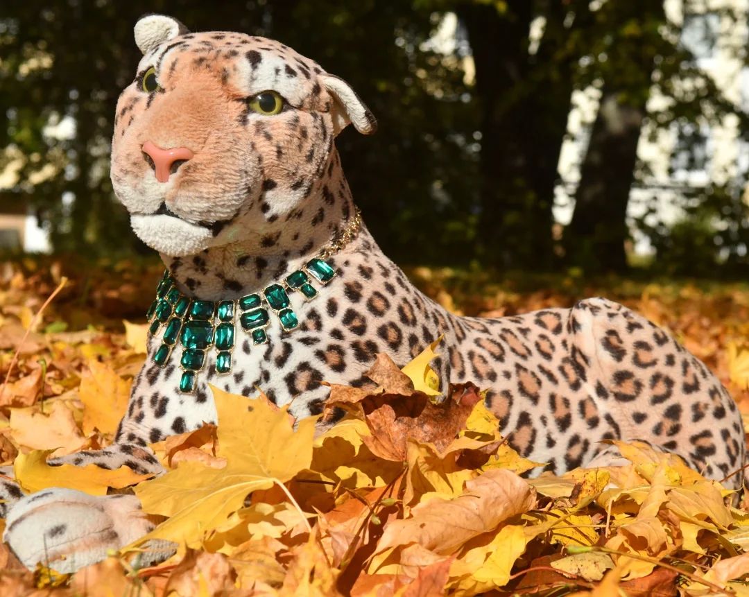 Photo by Juba Gepard on October 22, 2025. May be an image of snow leopard, big cat, cheetah and text.