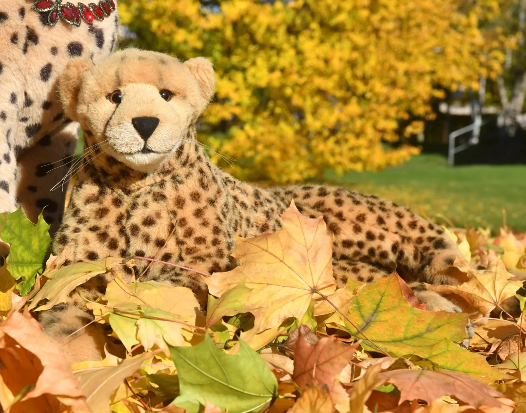Photo by Juba Gepard on October 25, 2025. May be an image of cheetah, snow leopard, big cat and text.