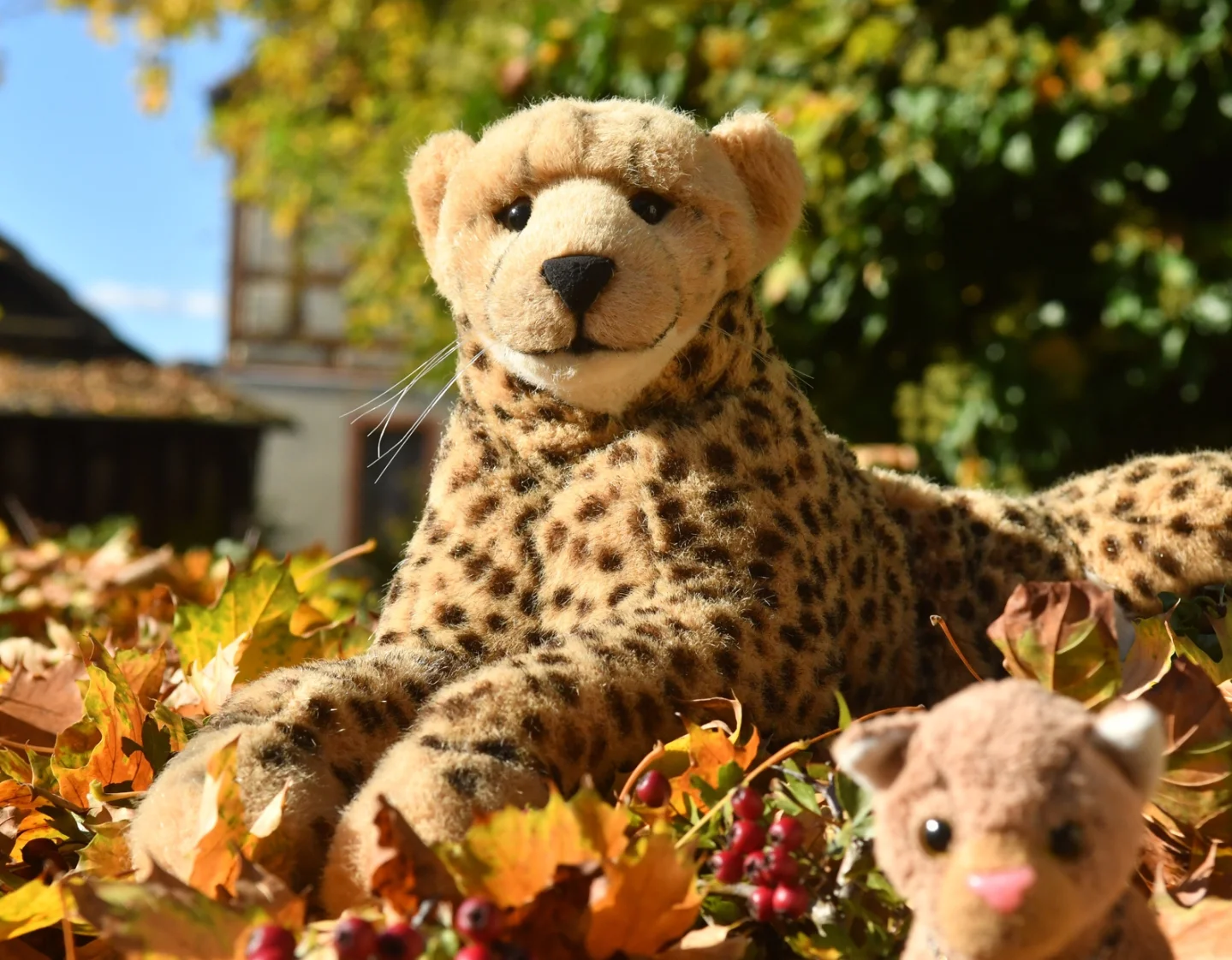 Photo by Juba Gepard on November 02, 2025. May be an image of snow leopard, cheetah, bear and text.