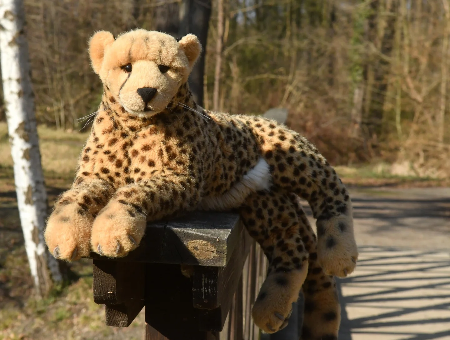 Photo by Juba Gepard on May 03, 2026. May be an image of cheetah, snow leopard, big cat, tiger and text.: Slide Nummer 56