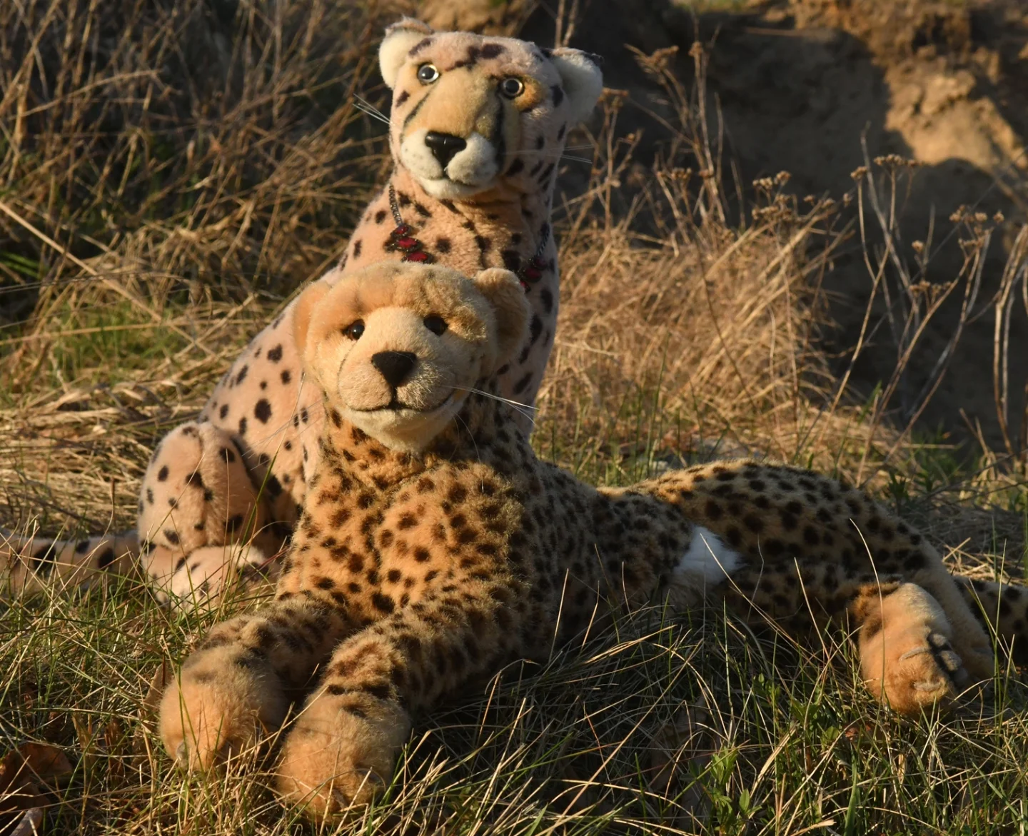 Photo by Juba Gepard on April 26, 2026. May be an image of cheetah, big cat and text.