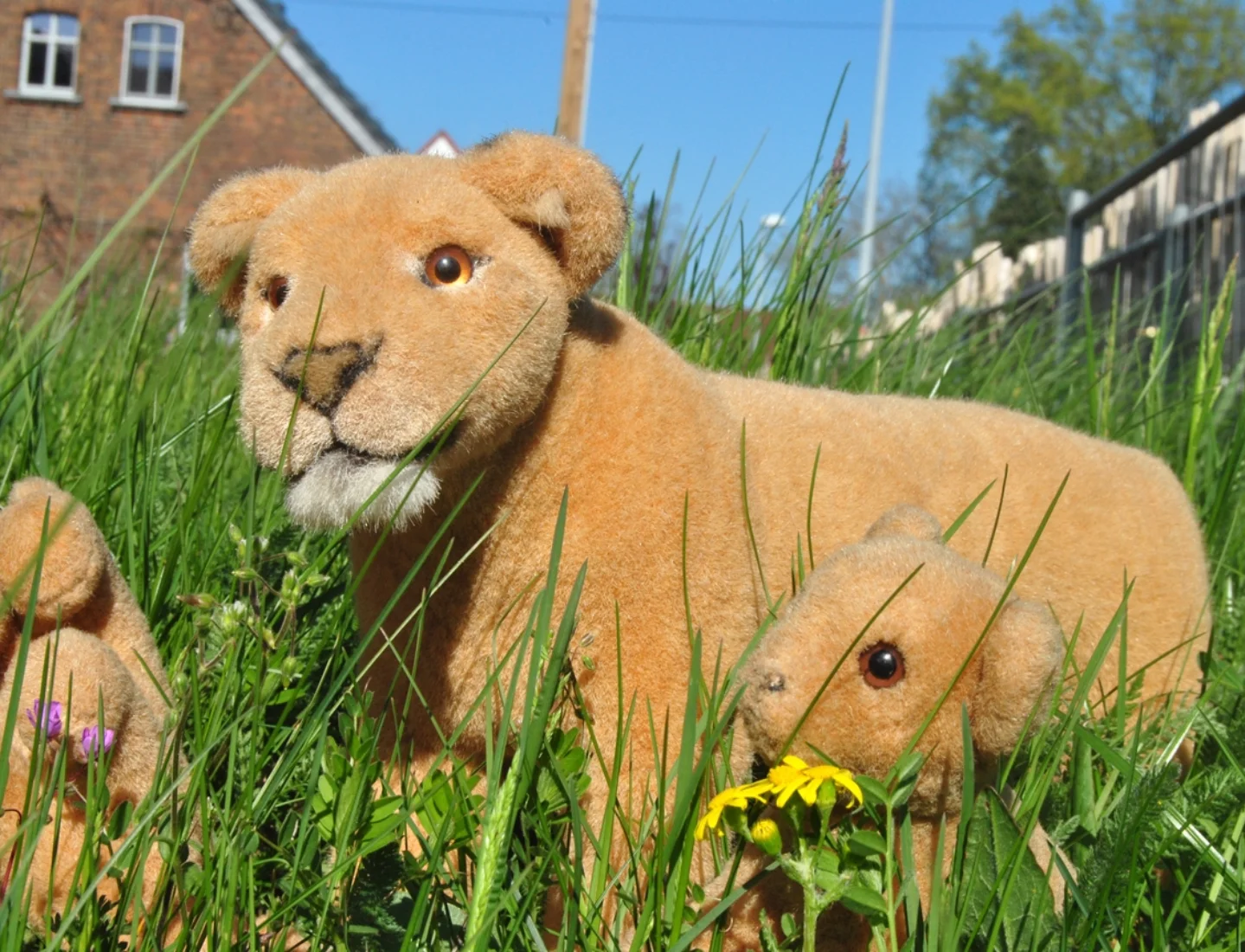 Photo by Juba Gepard on April 27, 2026. May be an image of lamb, sheep, bear, dandelion, grass and text.