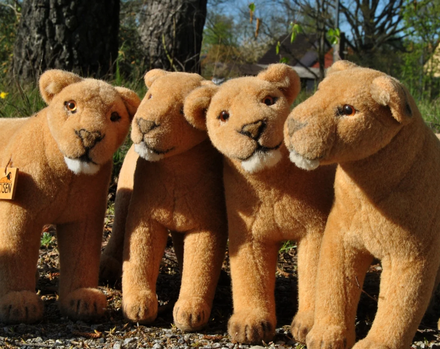 Photo by Juba Gepard on April 27, 2026. May be an image of big cat, lion, sculpture, statue and text.: Slide Nummer 56