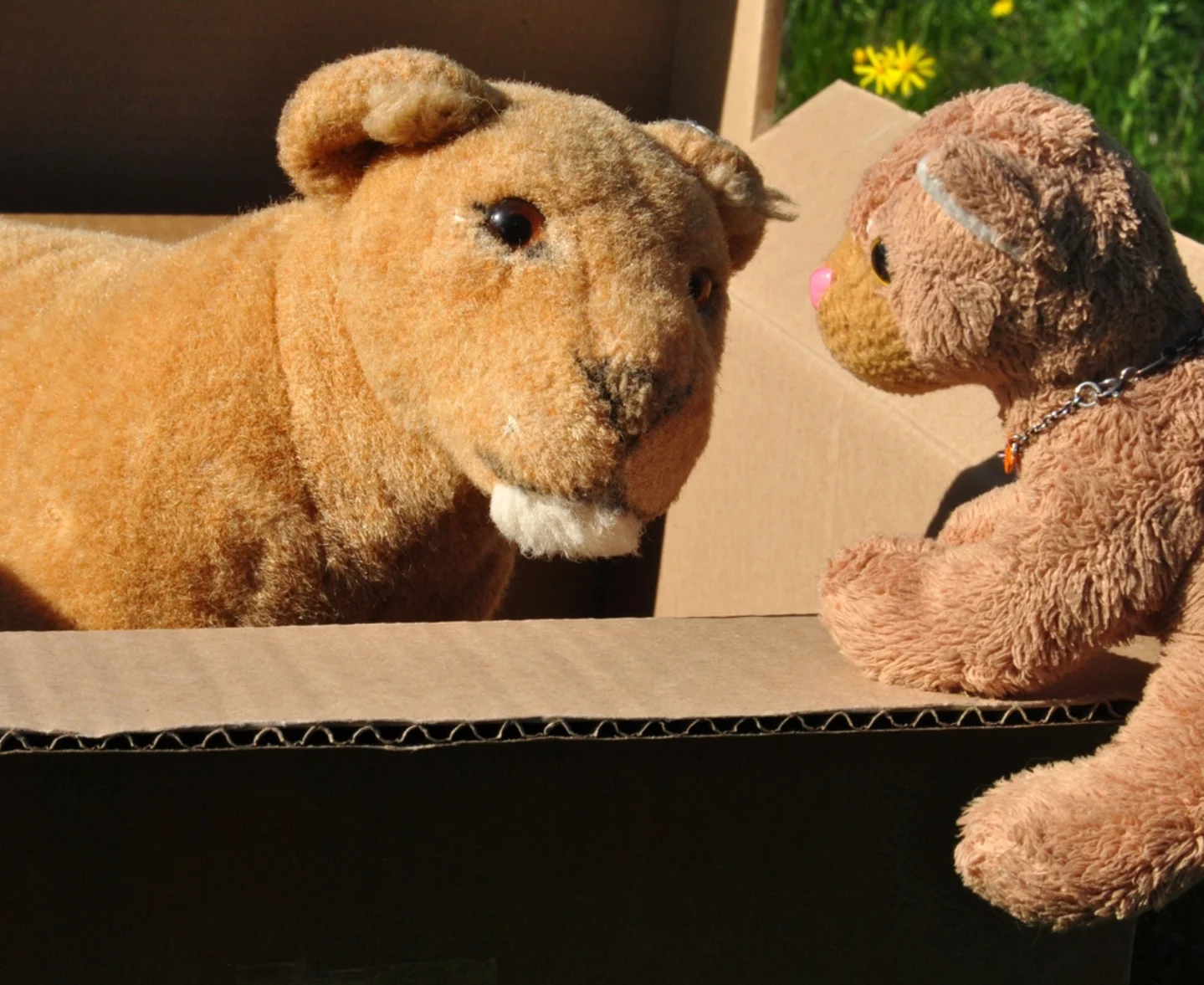 Photo by Juba Gepard on April 27, 2026. May be an image of bear, box and text.