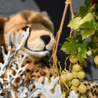cheetahwine