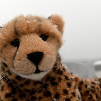cheetahvssnow