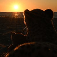 Show posts by tag: warnemuende