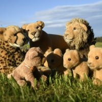 Show posts by tag: swede