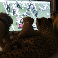 cheetahsforspecialteams