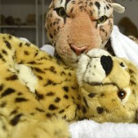 belatedplushiecuddlysaturday