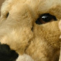 dasverruecktekatzenhaus