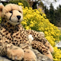 revierstreitigkeiten