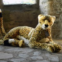 Show posts by tag: diebestievoncaledonia