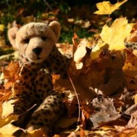 foliagesomersaulting