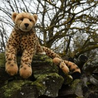 cheetahplushie