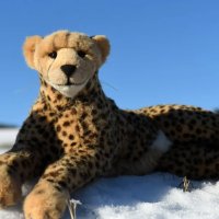 cheetahweather